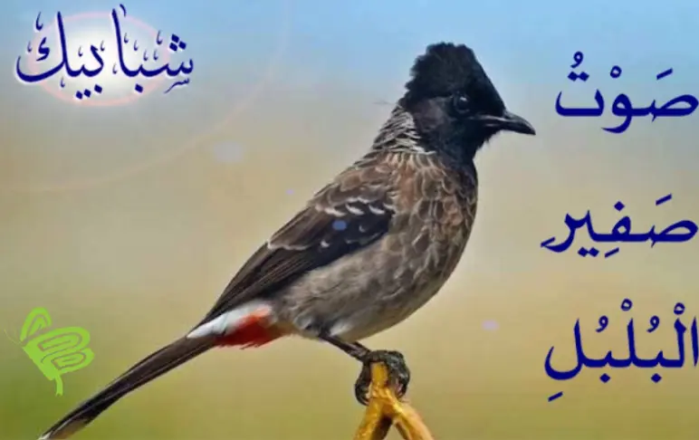 قصيدة صوت صفير البلبل مكتوبة