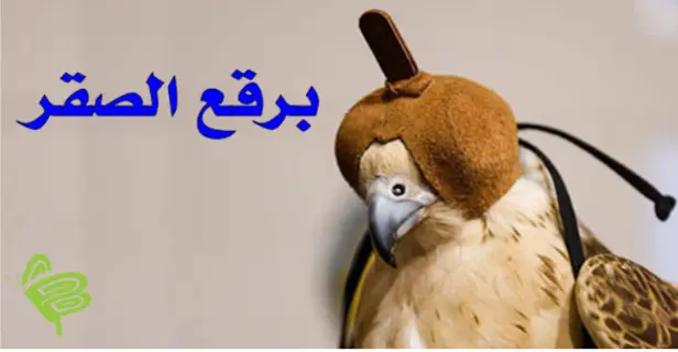 لماذا يتم دفن الصقر في الأرض فور اصطياده